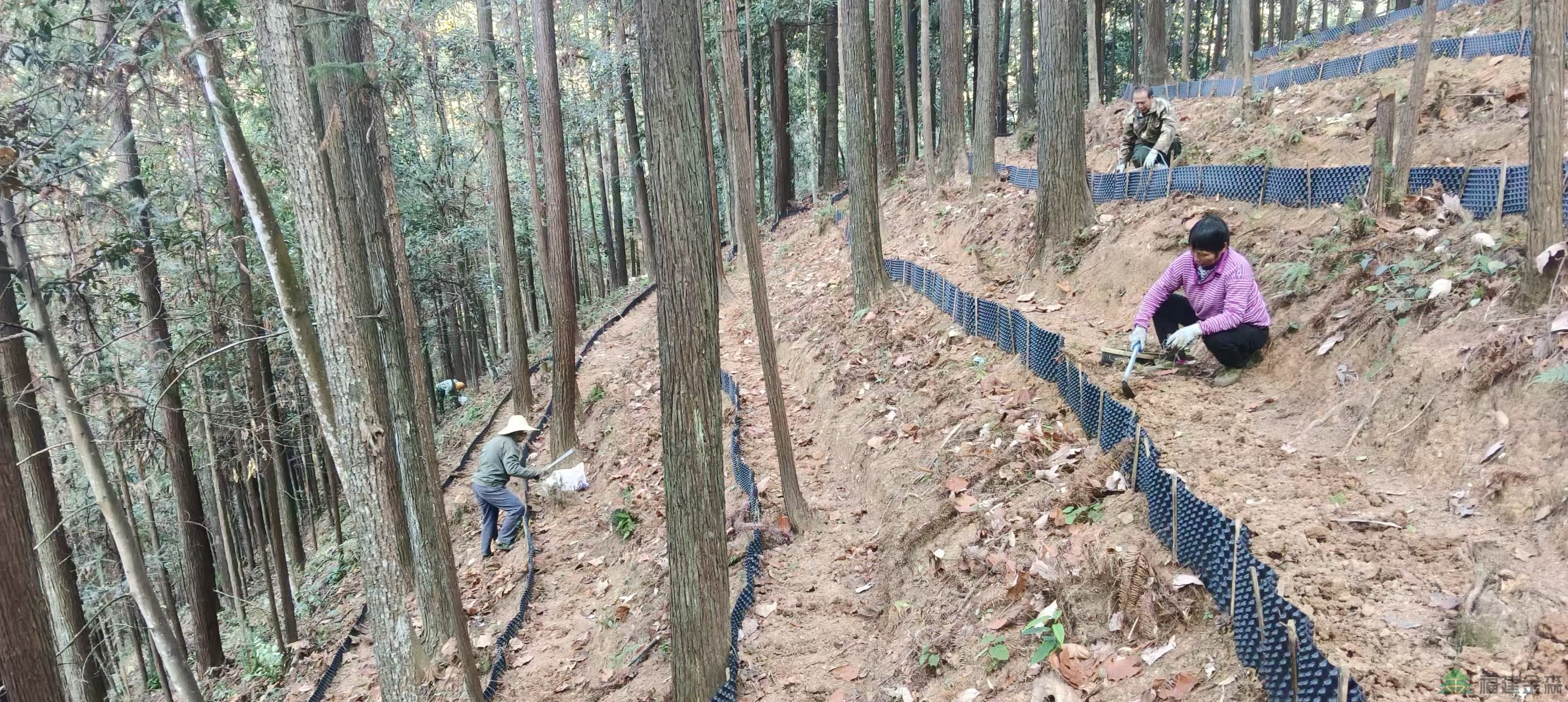 漠源琵琶丘基地黄精试种扩容！金森探索林药共生新路径