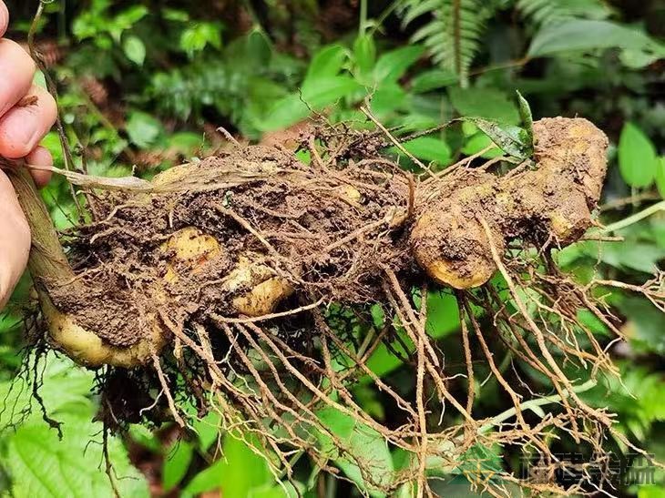 漠源琵琶丘基地黄精试种扩容！金森探索林药共生新路径